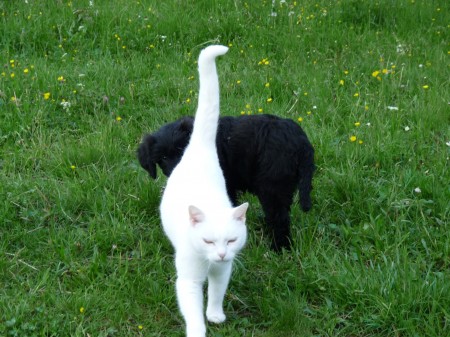 Hestia, Berger de Brie et Ti'Catz