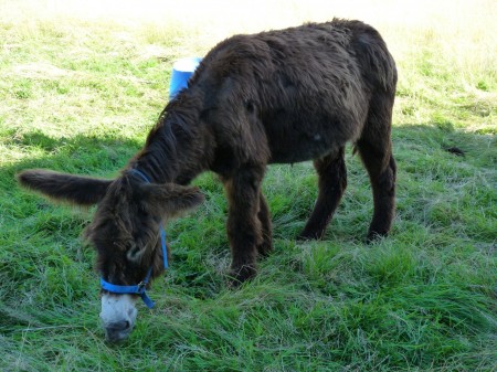 Rimelle, ânesse du Poitou découvre l'herbe de Sagy