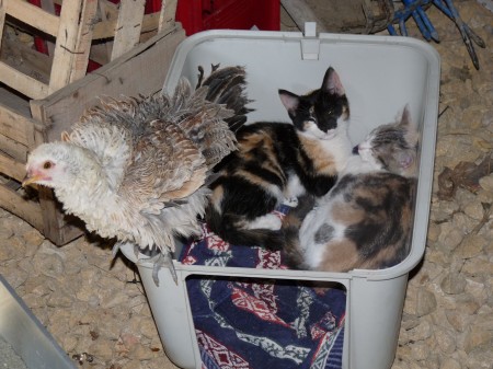 les chats et le poussin