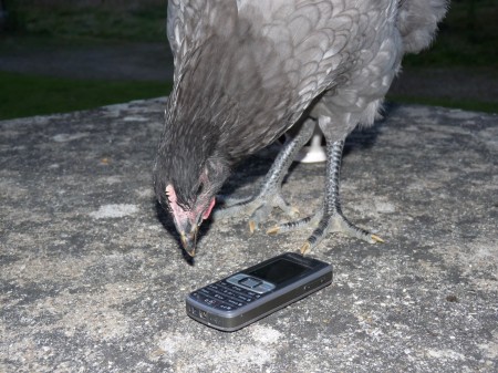 La poule téléphone