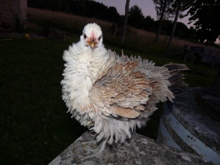 Poussin frisé
