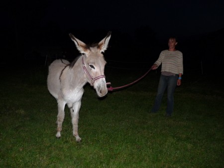 Apalou, âne commun arrivé de nuit