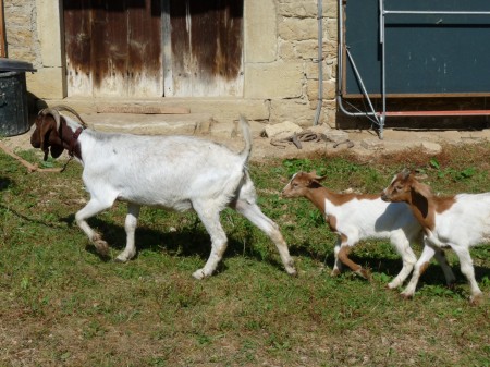 Félicie, Heidi & Hercule, chèvres Boer