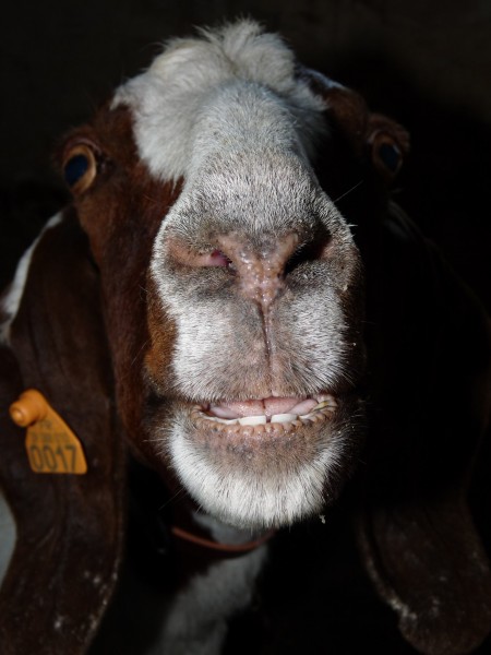 Félicie, Chèvre Boer