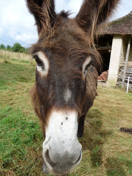 Rimelle, baudet du Poitou