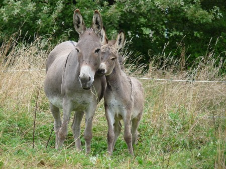 Canelle & Cadichon, maman ânesse et son ânon