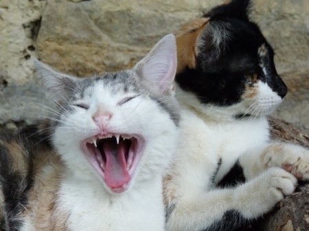 Zig et Zag, nos deux chatons