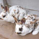 Vente d'animaux