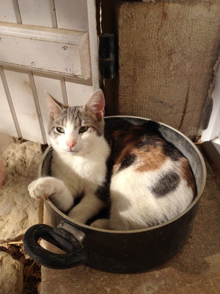 chat alors
