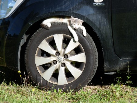 Chat dort n'importe où