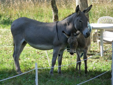 Cadichon & Quanelle