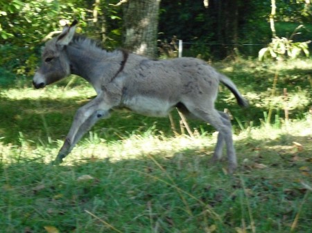 L'Âne Cadichon au galop