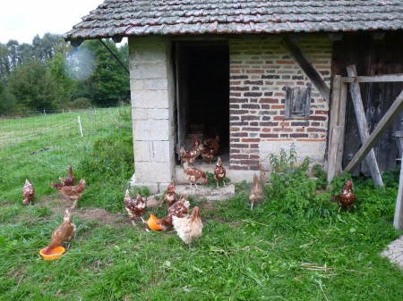 Poules bio & poulailler