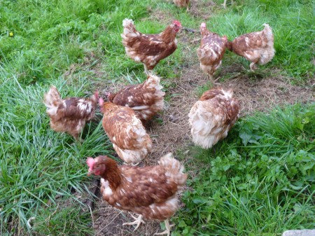 Poules bio