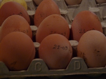 Oeufs frais