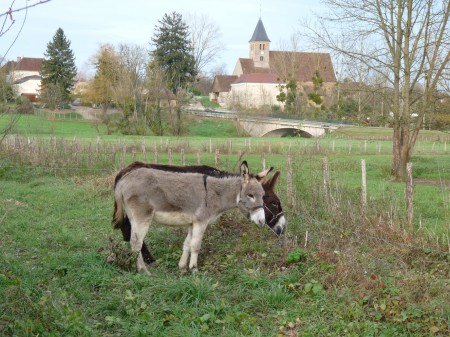 Rimele et Apalou