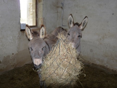 P'tit dej de Quanelle et Cadichon