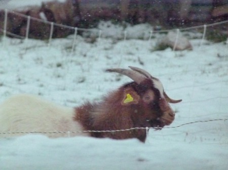 Non ! Je ne suis pas un chamois.
