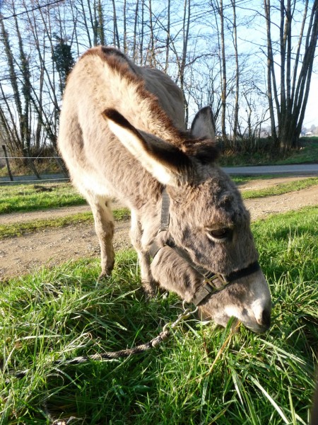 "Miam-miam"