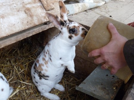 Lapin sot et seau