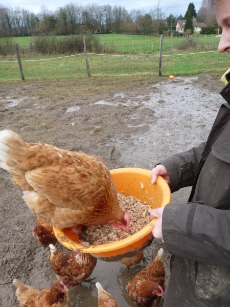 Je connaissais la poule au pot, pas la poule à la bassine