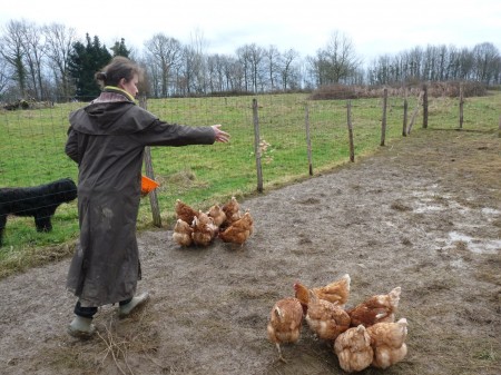 Viens poupoule, viens poupoule, viens...