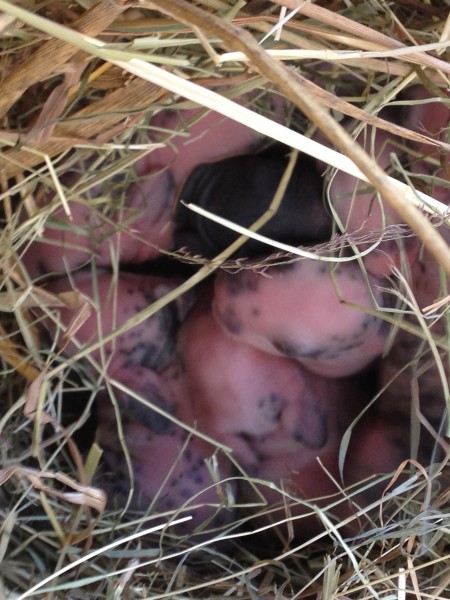 Bébés lapins rex