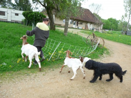 Fidèle au poste, Hestia, mon berger de Brie, accompagne le troupeau