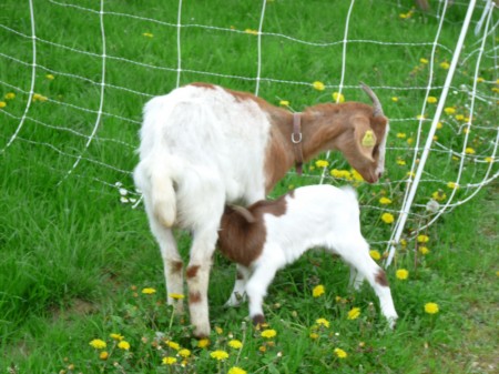 Dis maman, quand on mange dehors, c'est un pique-nique ?