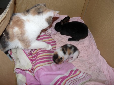 Mais qui es-tu petit lapin ? Que fais-tu dans la chambre de ma fille ?