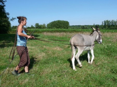 Travail Aux longues rênes.
