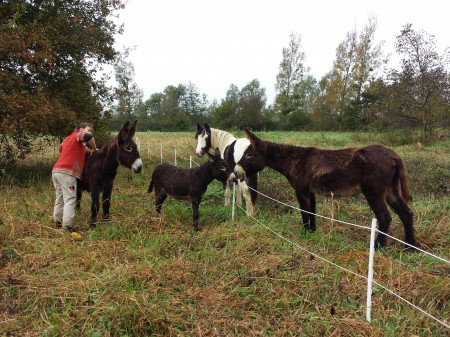 De gauche à droite : D'Artagnan, Dolly, Djinn et Rimelle