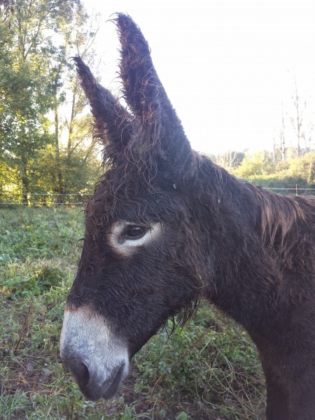 Un Poitou... mouillé